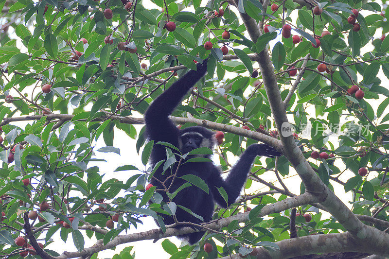 动物:成年敏捷长臂猿(Hylobates agillis)，又名黑手长臂猿。